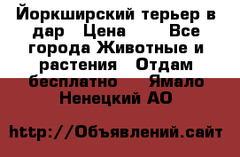 Йоркширский терьер в дар › Цена ­ 1 - Все города Животные и растения » Отдам бесплатно   . Ямало-Ненецкий АО